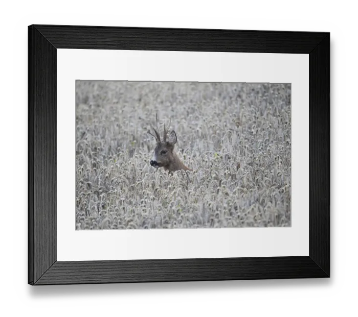 Framed Print : European roe deerbock (Capreolus capreolus) odd eights in wheat field during the leaf period