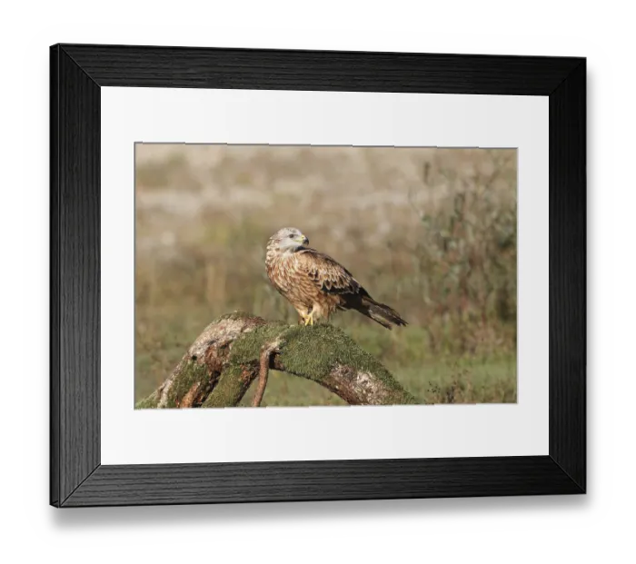 Framed Print : Red Kite (Milvus milvus) Allgaeu Framed Print : Red Kite (Milvus milvus) Allgaeu