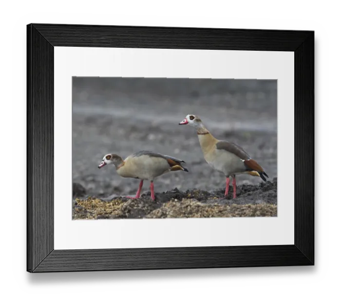 Framed Print : Egyptian geese (Alopochen aegyptiacus)