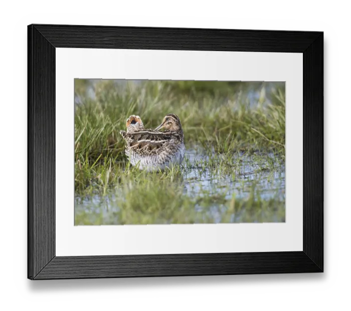 Framed Print : Common snipe (Gallinago gallinago) in a wet meadow