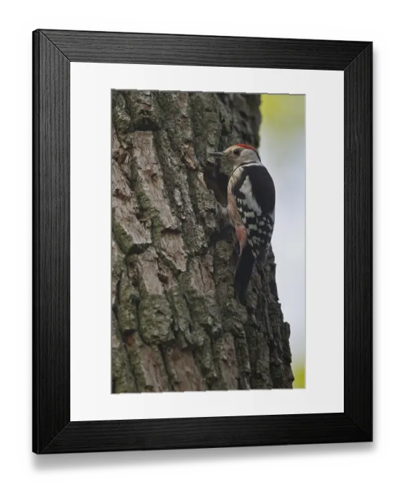 Framed Print : Middle spotted woodpecker (Leiopicus medius)