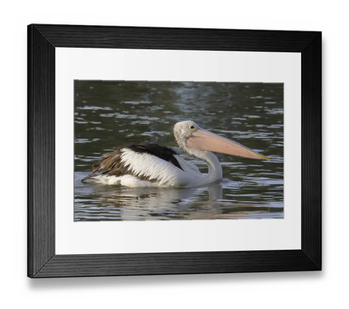 Framed Print : Australian pelican (Pelecanus conspicillatus) Framed Print : Australian pelican (Pelecanus conspicillatus)