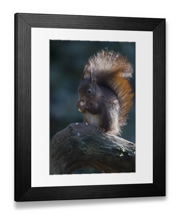 Framed Print : Eurasian red squirrel (Sciurus vulgaris)