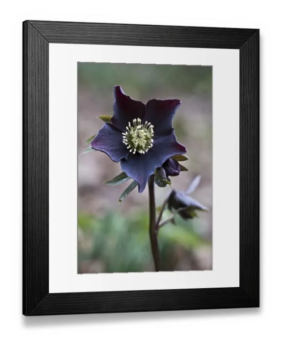 Framed Print : Lenzrose (Helleborus orientalis Early Purple) Framed Print : Lenzrose (Helleborus orientalis Early Purple)