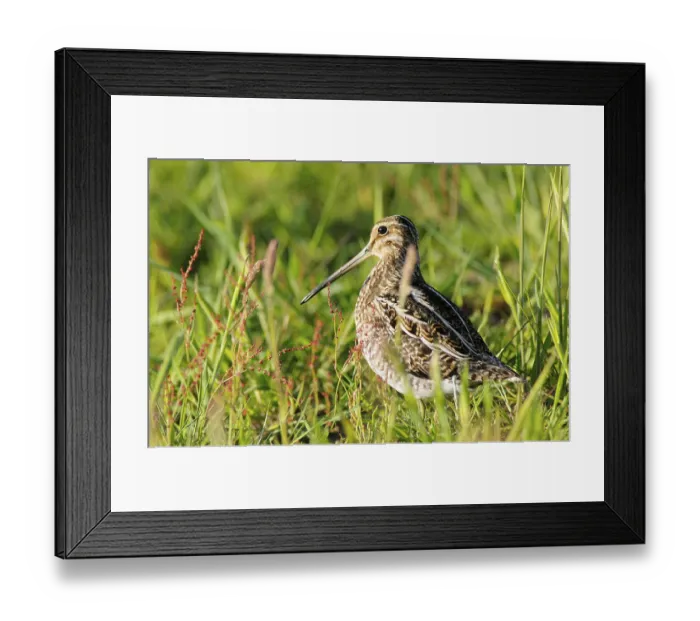 Framed Print : Common Snipe (Gallinago gallinago)