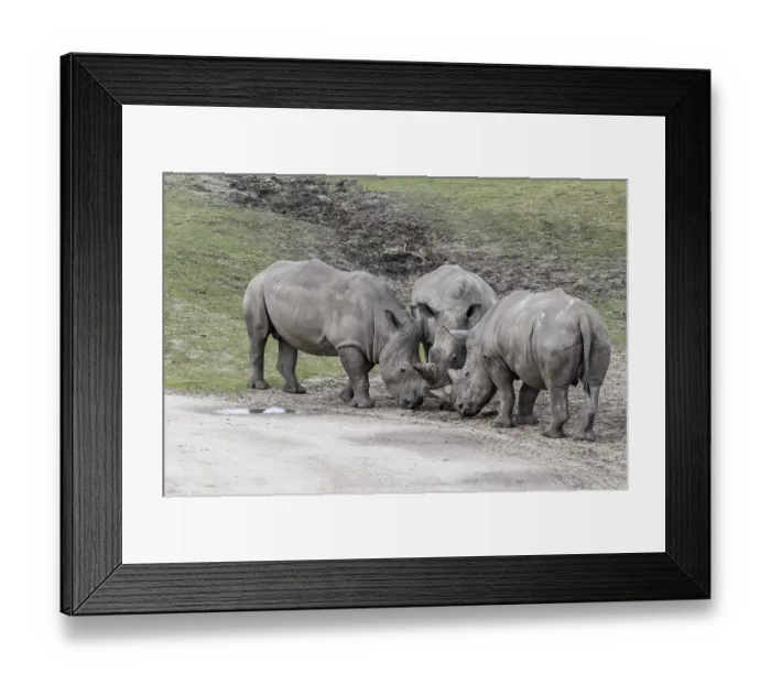 Framed Print : White rhinoceroses (Ceratotherium simum) Framed Print : White rhinoceroses (Ceratotherium simum)