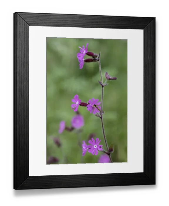 Framed Print : Red campion (Silene dioica) with common hoverfly (Sphaerophoria scripta)