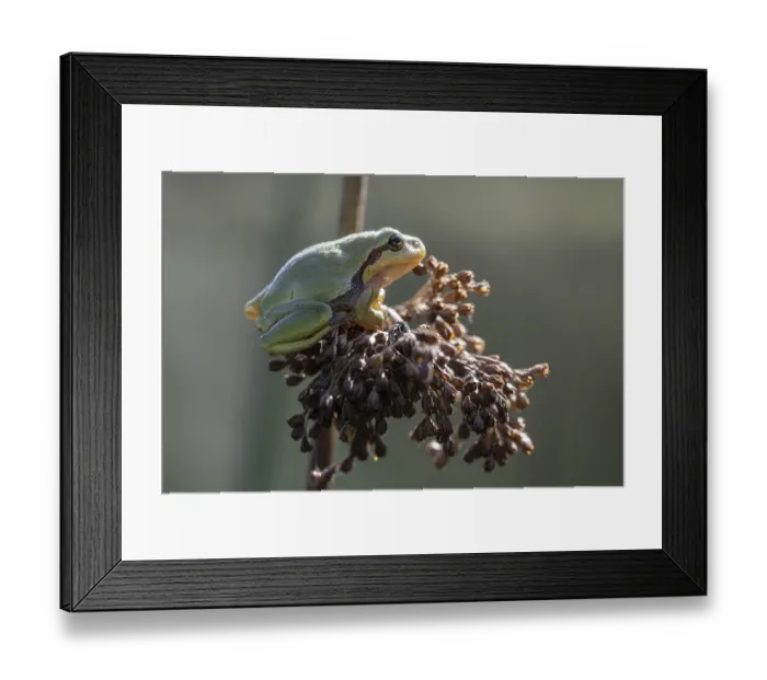 Framed Print : Tree frog (Hyla arborea), Lower Saxony