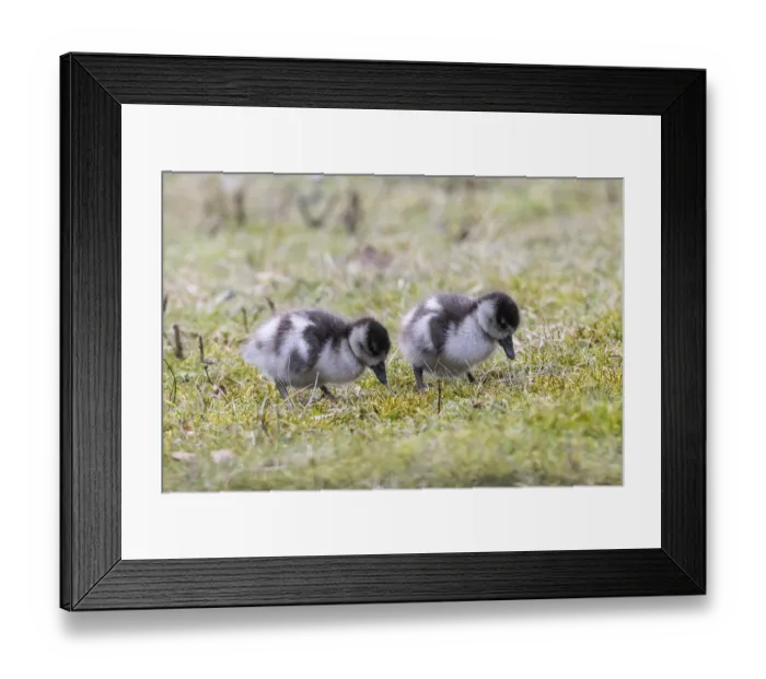 Framed Print : Young Egyptian Geese (Alopochen aegyptiaca)