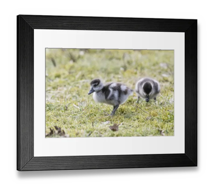 Framed Print : Young Egyptian Geese (Alopochen aegyptiaca) Framed Print : Young Egyptian Geese (Alopochen aegyptiaca)