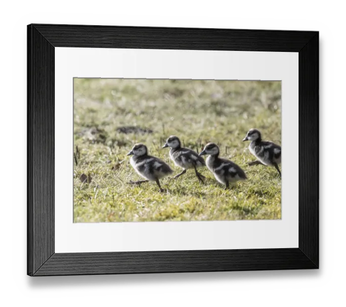Framed Print : Young Egyptian Geese (Alopochen aegyptiaca)