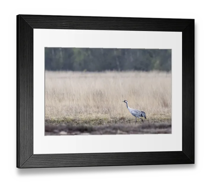 Framed Print : Crane (Grus grus), Emsland, Lower Saxony