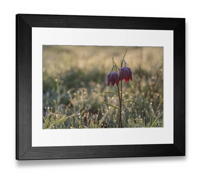 Framed Print : Snake's Head Fritillary (Fritillaria meleagris)