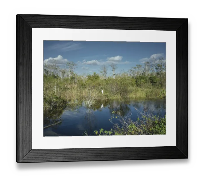Framed Print : Water arm, Great Egret (Area Alba)