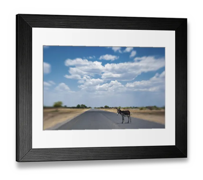 Framed Print : African donkey (Equus africanus) on the highway