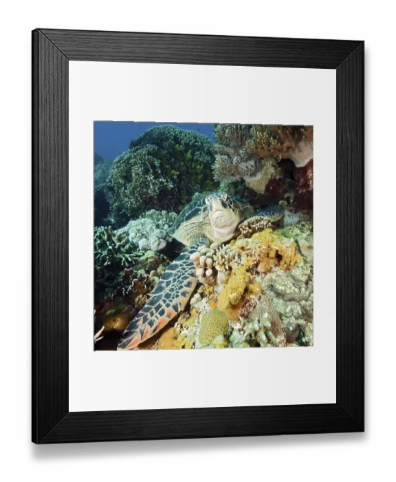 Framed Print : Green turtle (Chelonia mydas), Philippines