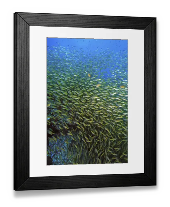 Framed Print : Shoal of Bigeye snapper (Lutjanus lutjanus) Framed Print : Shoal of Bigeye snapper (Lutjanus lutjanus)