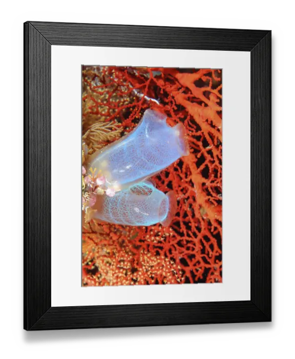Framed Print : Sea squirts (Rhopalaea), Pacific