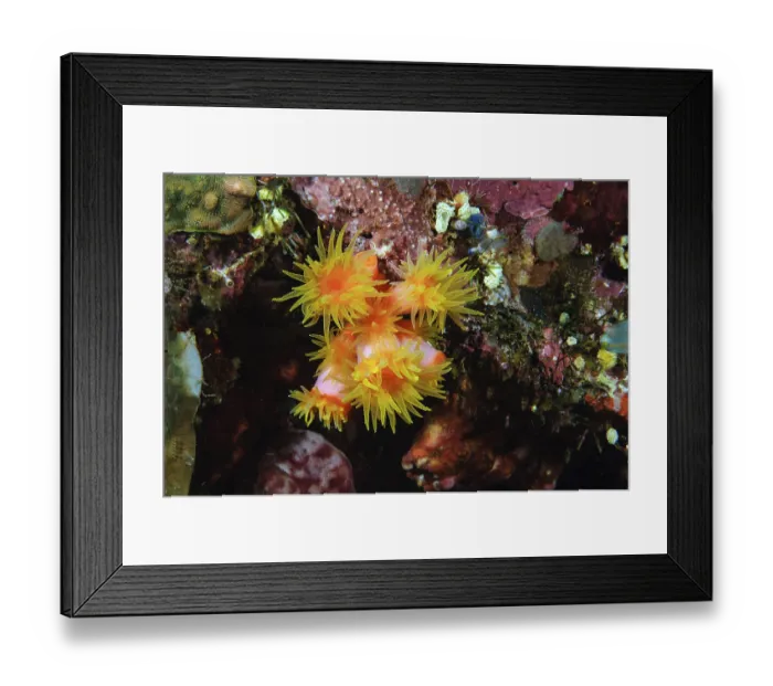 Framed Print : Orange Cup Coral (Tubastraea coccinea) Framed Print : Orange Cup Coral (Tubastraea coccinea)