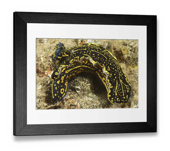 Framed Print : Sea slug (Hypselodoris picta), Eastern Atlantic