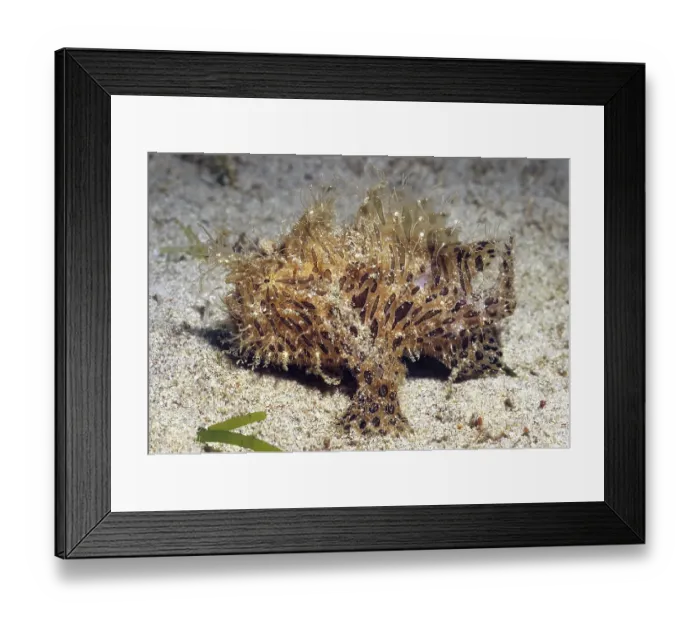 Framed Print : Hairy frogfish crawls over sandy seabed