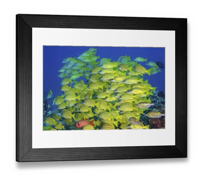 Framed Print : Shoal of bluestripe snapper (Lutjanus kasmira) swimming over reef with corals Framed Print : Shoal of bluestripe snapper (Lutjanus kasmira) swimming over reef with corals