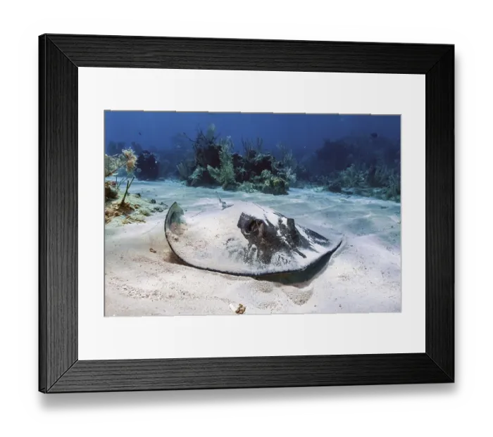 Framed Print : Southern Stingray (Hypanus americanus) Framed Print : Southern Stingray (Hypanus americanus)