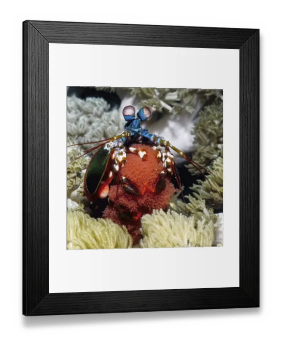Framed Print : Close-up view of clown mantis shrimp (Odontodactylus scyllarus)