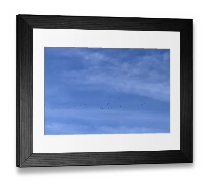 Framed Print : Birds Migratory birds flying in formation under blue sky with cirrostratus clouds