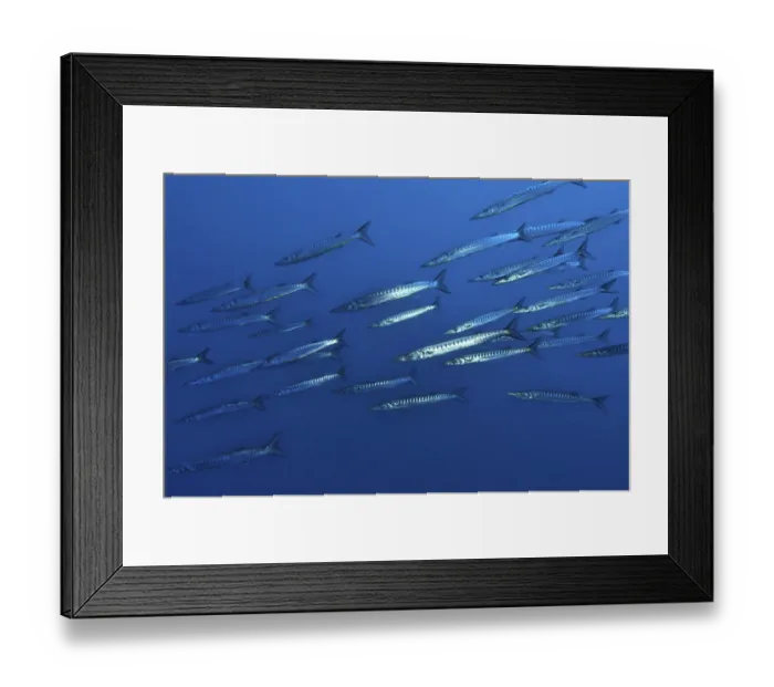 Framed Print : School School of fish Group of European barracuda (Sphyraena sphyraena) swimming through open water blue sea