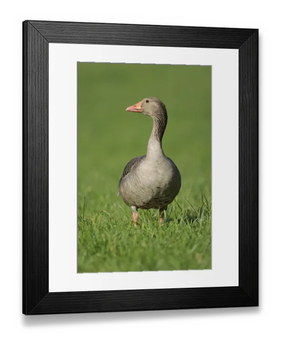 Framed Print : Greylag Goose (Anser anser) standing in a meadow