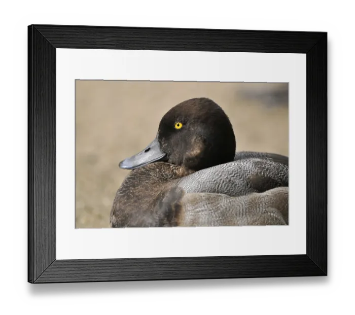 Framed Print : Greater Scaup (Aythya marila), drake