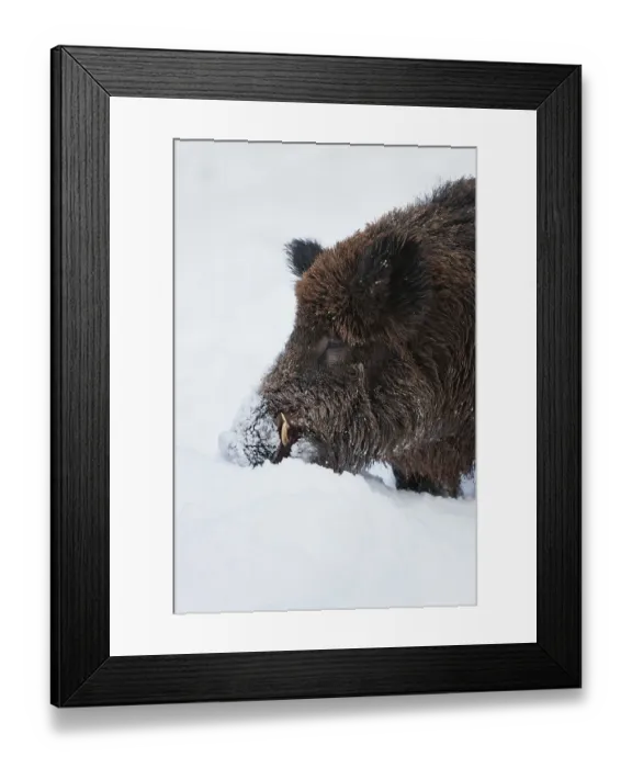 Framed Print : Wild Boar (Sus scrofa), boar foraging for food under the snow