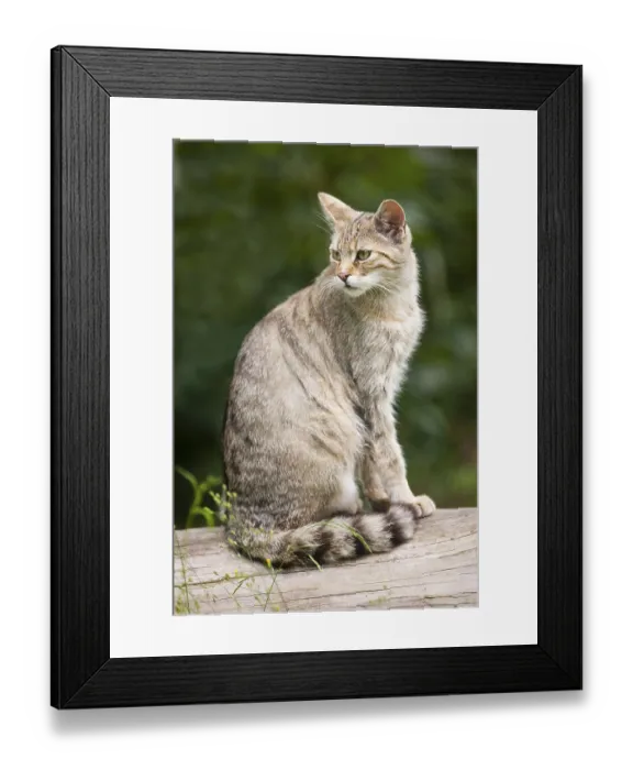 Framed Print : European wildcat (Felis silvestris)