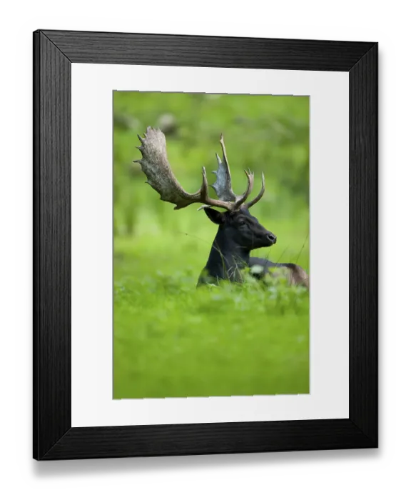Framed Print : Fallow Deer (Dama dama), dark colour variant Framed Print : Fallow Deer (Dama dama), dark colour variant
