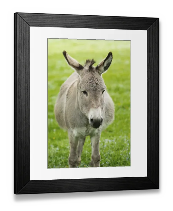Framed Print : Domestic donkey (Equus asinus asinus)