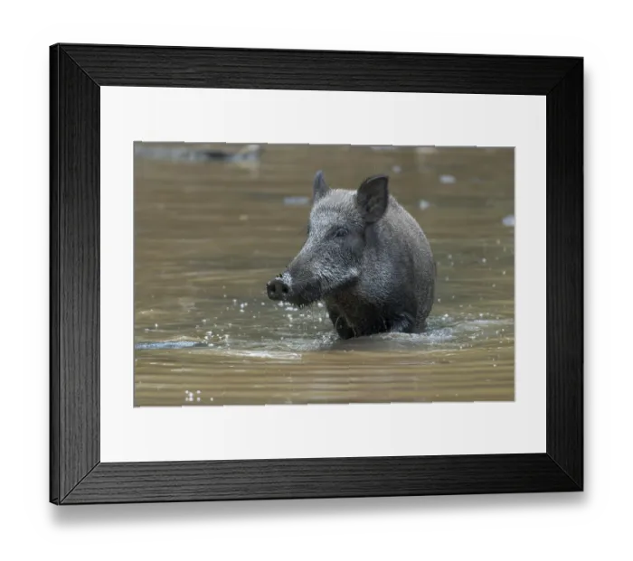 Framed Print : Wild boar (Sus scrofa), sow standing in water