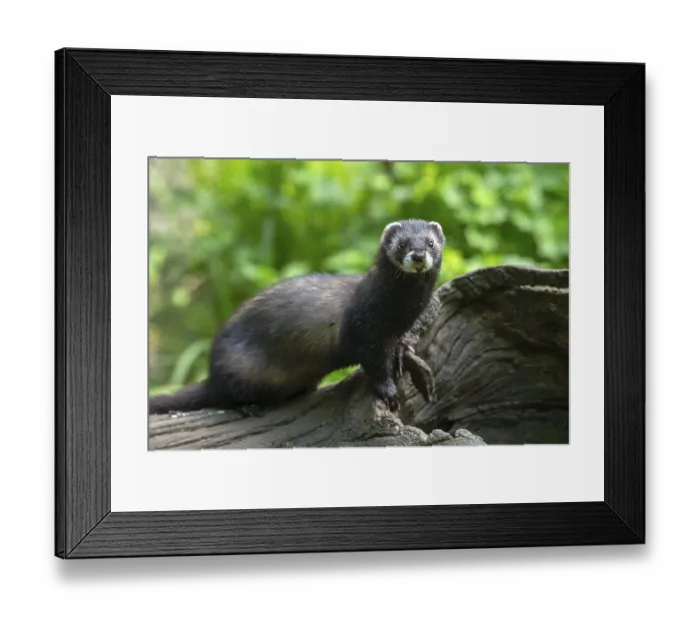 Framed Print : European polecat (Mustela putorius) or wood tiger standing on an old log Framed Print : European polecat (Mustela putorius) or wood tiger standing on an old log