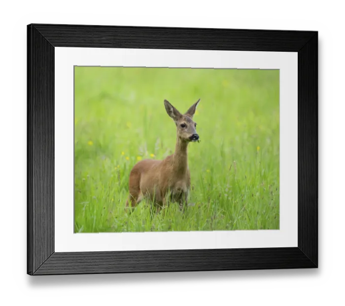 Framed Print : European roe deer (Capreolus capreolus)