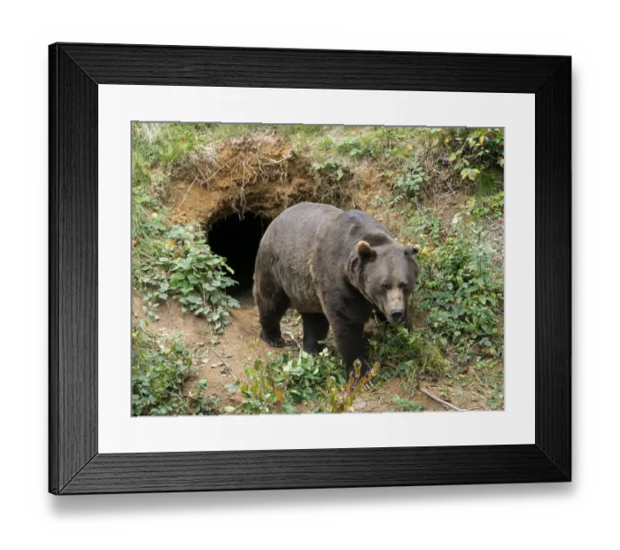 Framed Print : Brown bear (Ursus arctos) standing in front of its self-dug den
