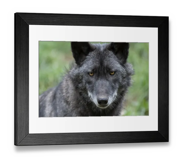 Framed Print : Gray wolf (Canis lupus), portrait