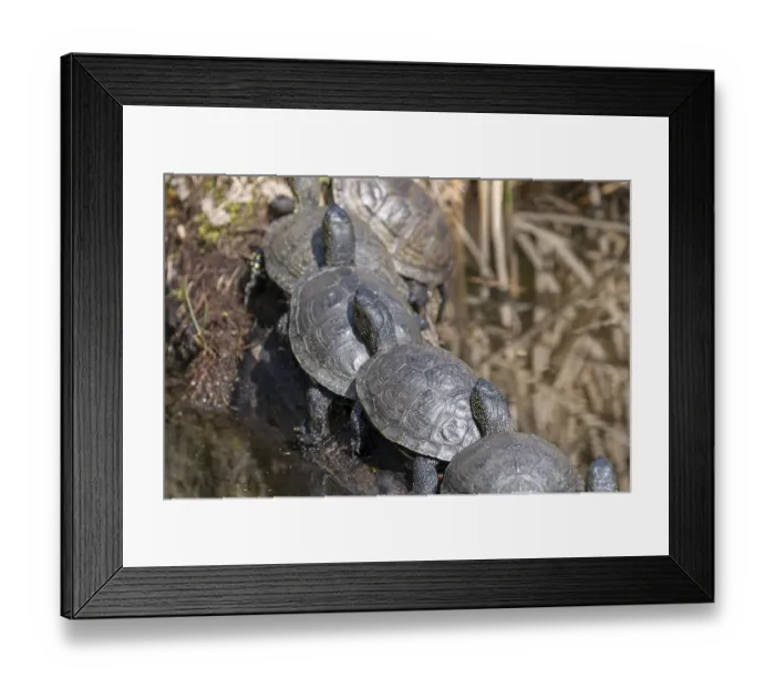 Framed Print : European pond turtles (Emys orbicularis) Framed Print : European pond turtles (Emys orbicularis)