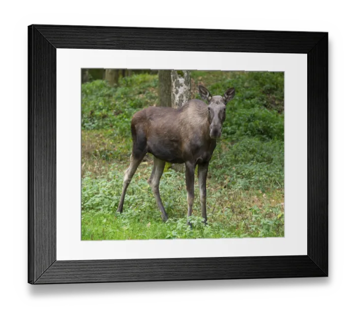 Framed Print : Elk (Alces alces), cow moose standing on a forest meadow