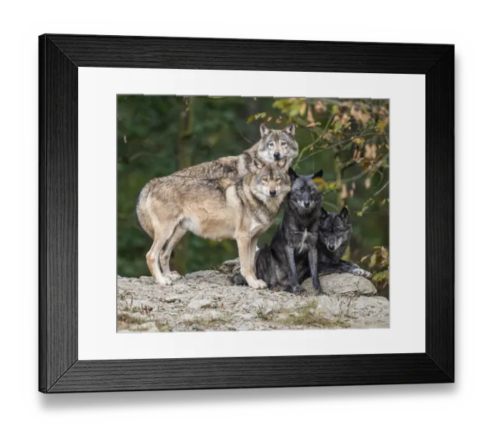 Framed Print : Gray wolves (Canis lupus) standing and lying on a rock