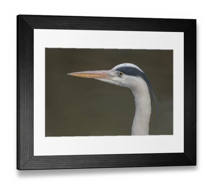 Framed Print : Grey heron (Ardea cinerea) portrait Framed Print : Grey heron (Ardea cinerea) portrait