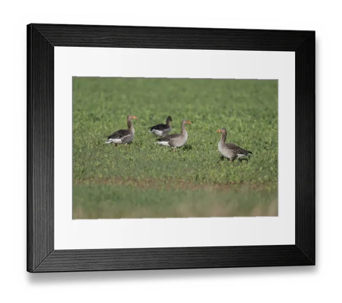 Framed Print : Greylag geese (Anser anser), greylag geese standing and lying in a field