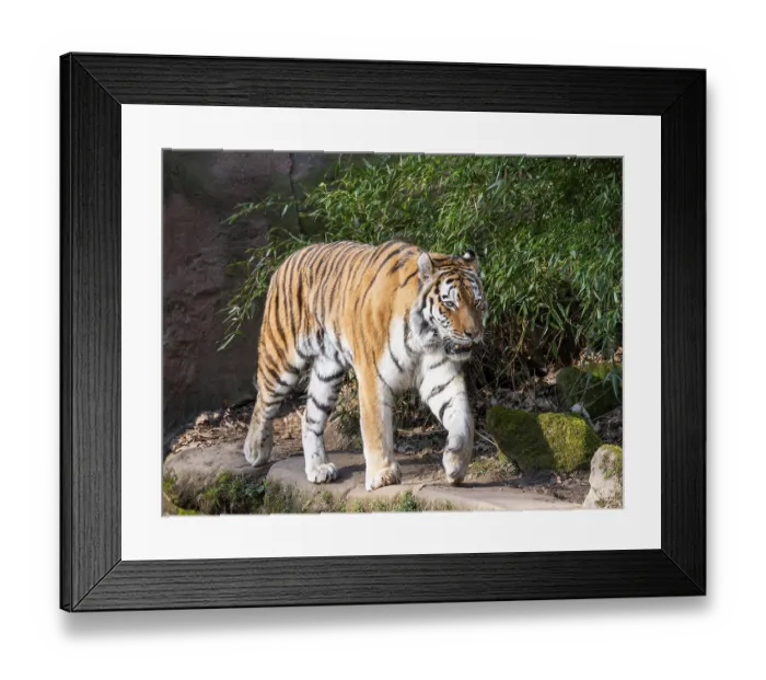 Framed Print : Siberian tiger (Panthera tigris altaica) runs through its territory Framed Print : Siberian tiger (Panthera tigris altaica) runs through its territory