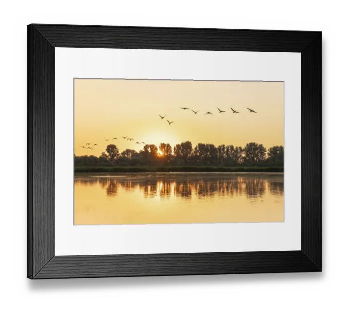 Framed Print : Greylag geese (Anser anser) flying over a pond