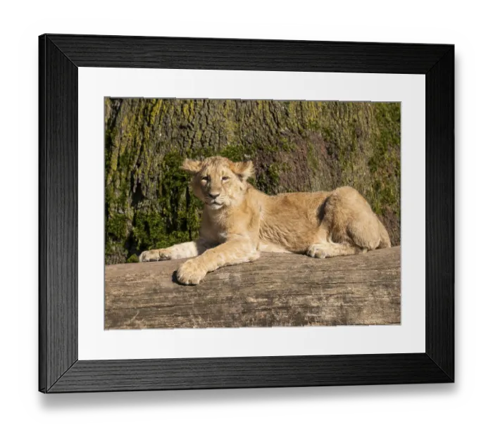 Framed Print : Asiatic Lion (Panthera leo persica) Framed Print : Asiatic Lion (Panthera leo persica)