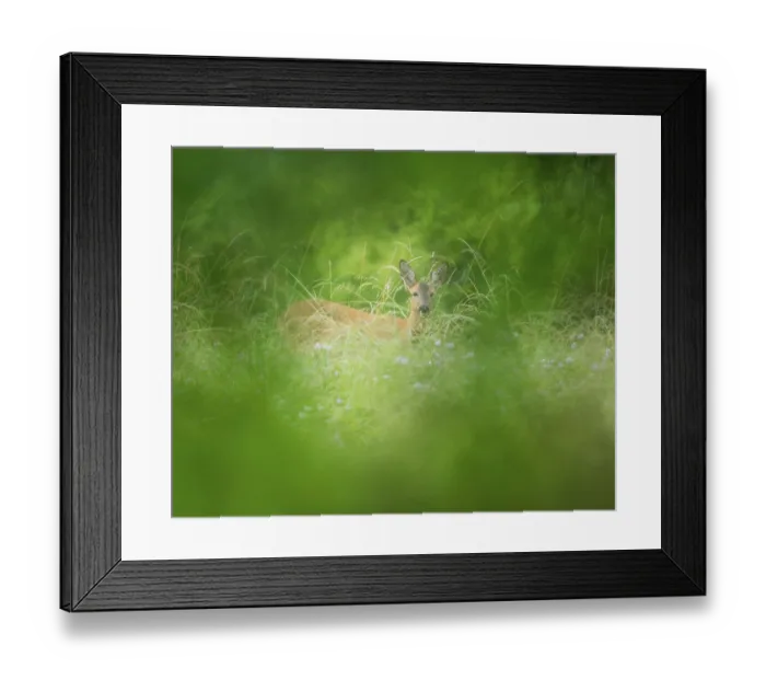 Framed Print : Roe deer (Capreolus capreolus) Framed Print : Roe deer (Capreolus capreolus)